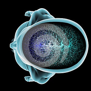 Neurons synapse function body brain section