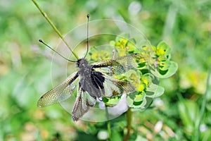 Neuroptera Ascalaphidae