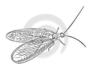 Neuroptera insect in black and white colors, outline hand painted drawing
