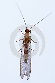 Neuroptera are an order of endopterygotic insects.