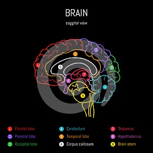 Neuroscience infographic on black background. Human brain lobes and sections illustration. Brain anatomy structure photo