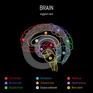 Neuroscience infographic on black background. Human brain lobes and sections illustration. Brain anatomy structure