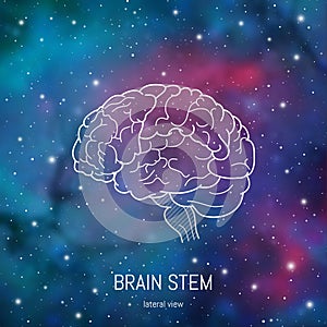 Neuroscience infographic on space background. Human brain lobes and sections illustration. Brain anatomy structure cross section.