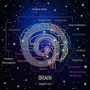 Neuroscience infographic on space background. Human brain lobes and sections illustration. Brain anatomy structure cross section.