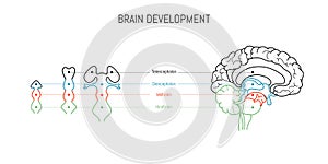 Neuroscience infographic on white background. Human brain evolution from embyo to adult . Brain vesicles and anatomy