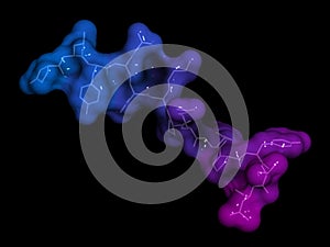 Neurotensin neurotransmitter peptide (Q1E mutated). 3D rendering based on protein data bank entry 2lne photo