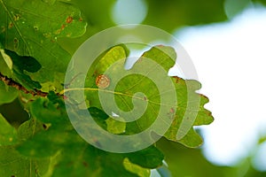 Neuroterus numismalis, gall wasp on the underside of a oak leaf tree