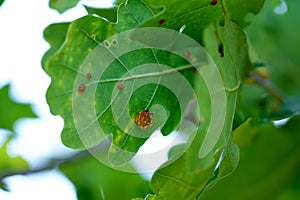 Neuroterus numismalis, gall wasp on the underside of a oak leaf tree