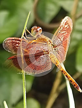 Neurothemis fluctuans