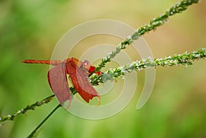 Neurothemis fluctuans, red dragonfly