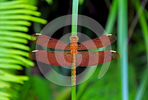 Neurothemis fulvia, the fulvous forest skimmer