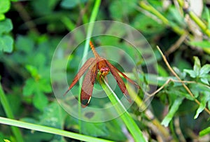 Neurothemis fulvia, the fulvous forest skimmer