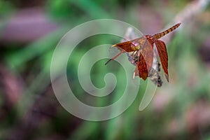 Neurothemis fulvia, the fulvous forest skimmer, is a species of