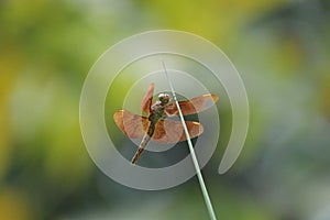 Neurothemis fulviaInsects- Dragonfly