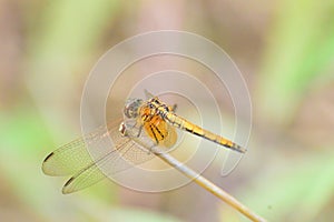 Neurothemis sp female