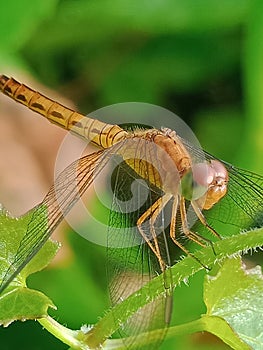 Neurothemis stigmatizan