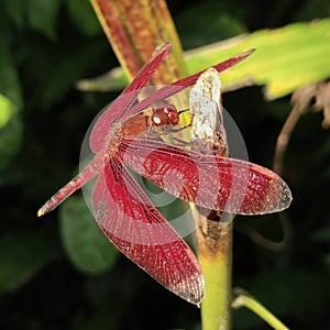 NEUROTHEMIS TERMINATA