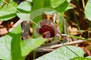 Neurothemis terminata is a species of dragonfly in family Libellulidae.