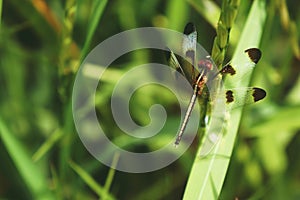 Neurothemis tullia, dragonfly female laying on ear of rice.