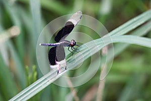 Neurothemis Tullia dragonfly sitting on a green leaf close up shot. Beautiful black wings dragonfly on a blurry green background.