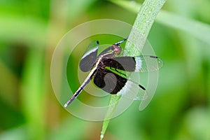 Neurothemis tullia, or pied paddy skimmer, perched on a leaf in a springtime setting