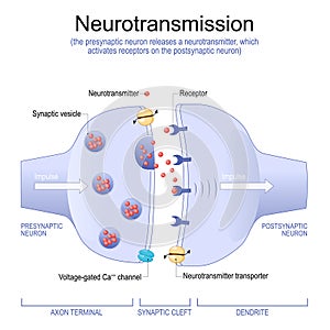 Synapse Structure. Neurotransmitter, synaptic vesicles and synaptic cleft photo