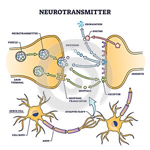 Neurotransmitter process detailed anatomical explanation outline diagram