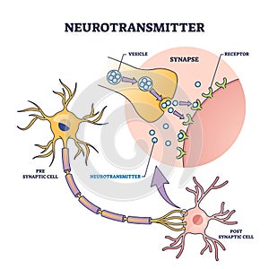 Neurotransmitter process with synapse, vesicle and receptors outline diagram photo