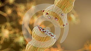 neurotransmitter release mechanisms. Neurotransmitters are packaged into synaptic vesicles transmit signals from a neuron