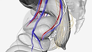 Neurovasculature,Inferior vesical vessels