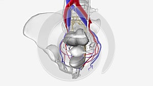 Neurovasculature, Internal iliac vessels