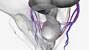 Neurovasculature, Superior vesical vessels