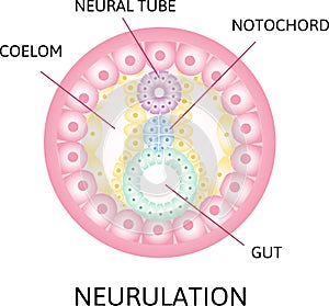 Neurulation. the process of neurulation . Human embryonic development. Vector illustration