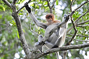 Neusaap, Proboscis monkey, Nasalis larvatus