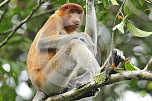 Neusaap, Proboscis monkey, Nasalis larvatus