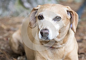 Neutered male tan Dachshund and Beagle mix breed dog