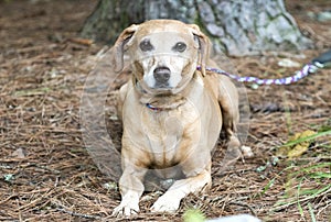 Neutered male tan Dachshund and Beagle mix breed dog