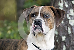 Boxer American Bulldog mixed breed dog