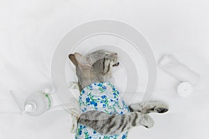 Neutering cats. A gray cat in a colored bandage  medical supplies  bandage  cotton wool lie on a white medical table. View from