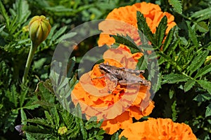 Neutralises grasshopper sitting on a orange flower of the Marigold. Young grey grasshopper and flower closeup.