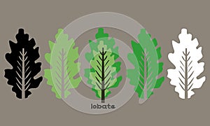 Vector illustration set lobate leaves