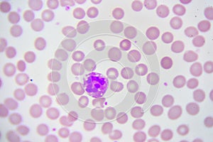 Neutrophil cell