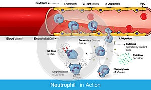 Neutrophil circulation in blood vessel during Infection process and diapedesis and infiltration into the tissue to kill microbe