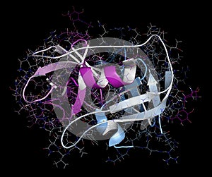 Neutrophil elastase enzyme. Plays role in defense against bacteria. 3D rendering based on protein data bank entry 5a8x