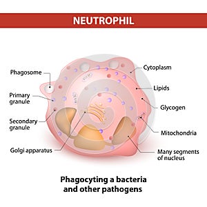 Neutrophil granulocytes photo