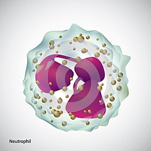 A neutrophil illustration.. Vector illustration decorative design