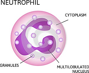 Neutrophil, variety of white blood cells. Consist of Multilobulated nucleus, Cytoplasm, Granules photo