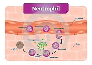 Neutrophil vector illustration. Educational scheme with labeled capillary, circulation, adherence, deformability, and phagocytosis