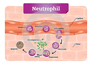 Neutrophil vector illustration. Educational scheme with labeled capillary, circulation, adherence, deformability, and phagocytosis photo