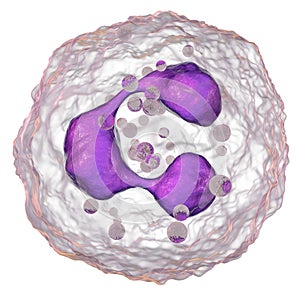 Neutrophil, a white blood cell